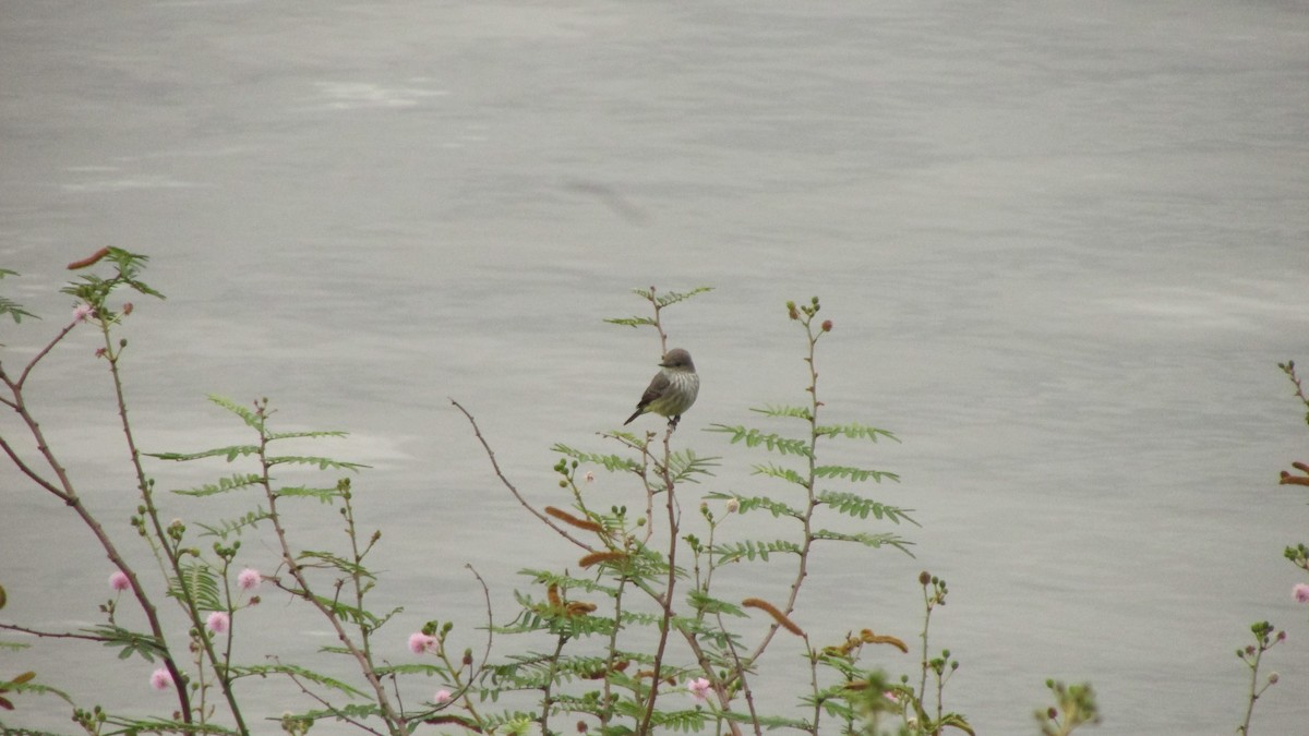 Vermilion Flycatcher - ML644989036
