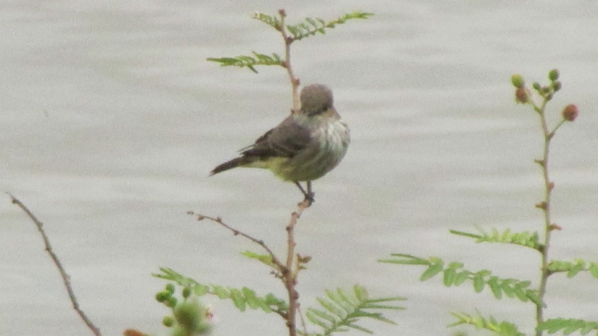 Vermilion Flycatcher - ML644989037