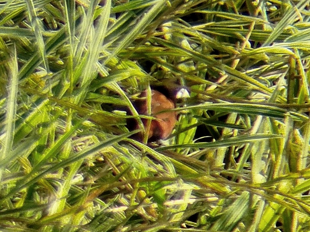 Chestnut Munia - ML644989038