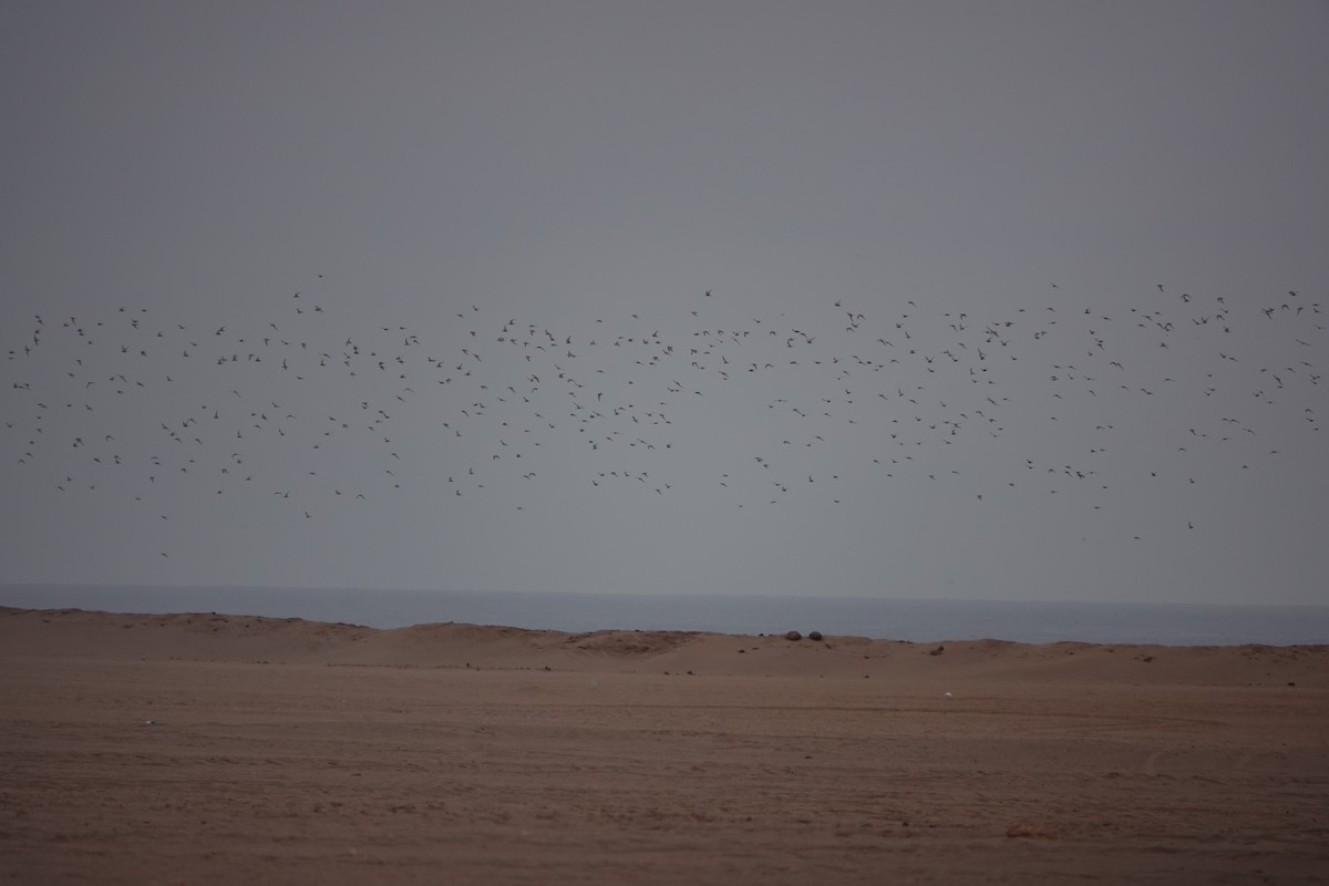 Peruvian Tern - ML644989054