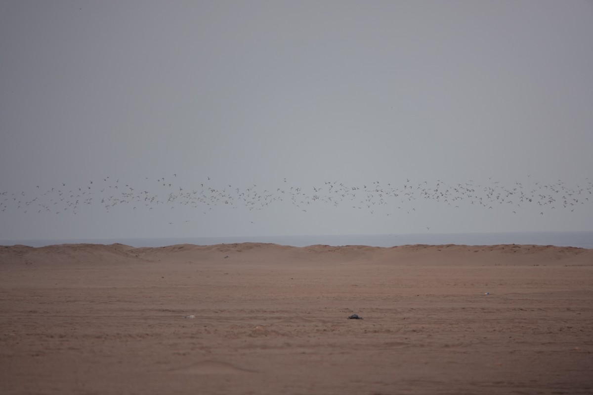 Peruvian Tern - ML644989058