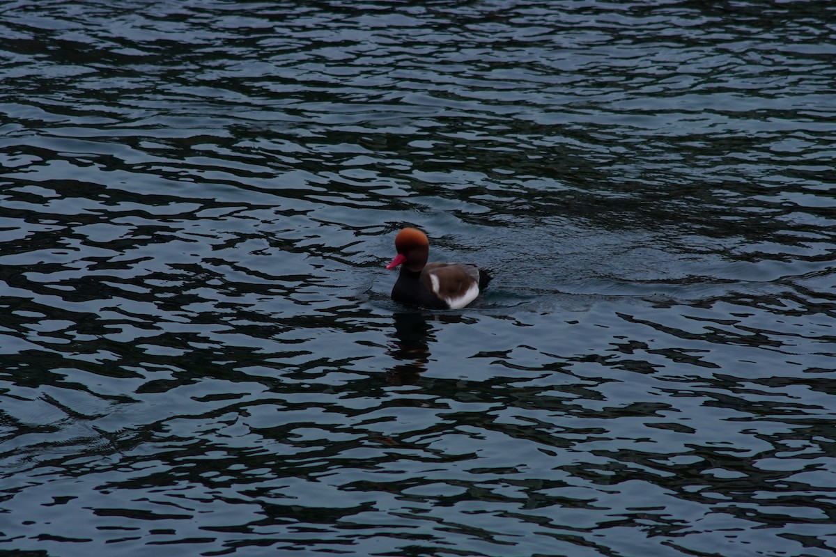 Red-crested Pochard - ML644989059