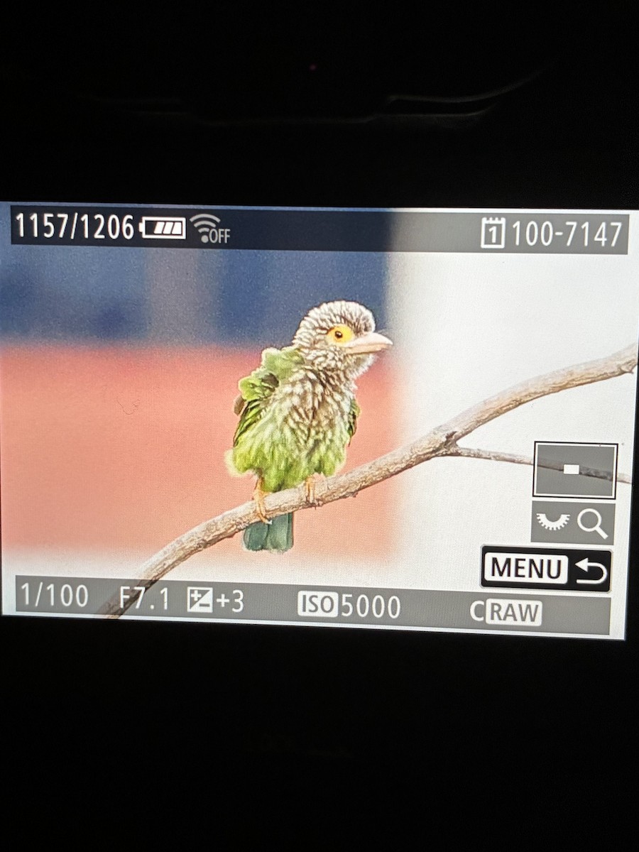 シロボシオオゴシキドリ - ML644989061