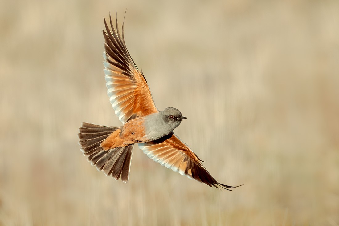 Chocolate-vented Tyrant - ML644989074