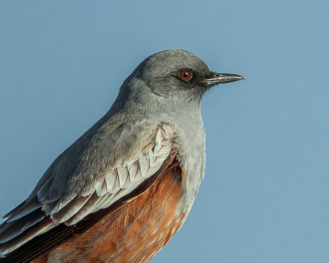 Chocolate-vented Tyrant - ML644989075