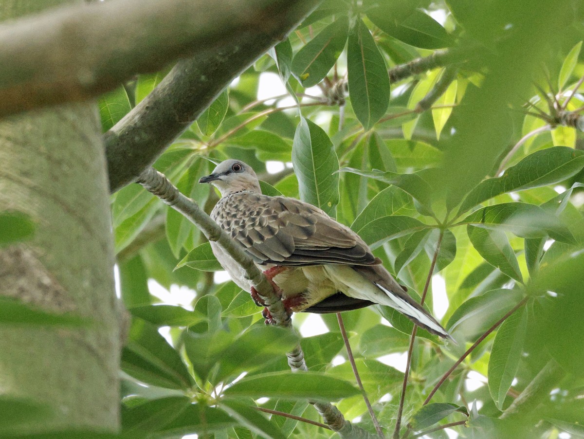 Spotted Dove - ML644989083