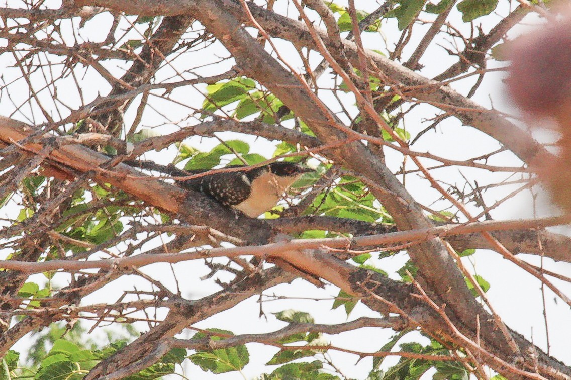 Зозуля чубата - ML644989097