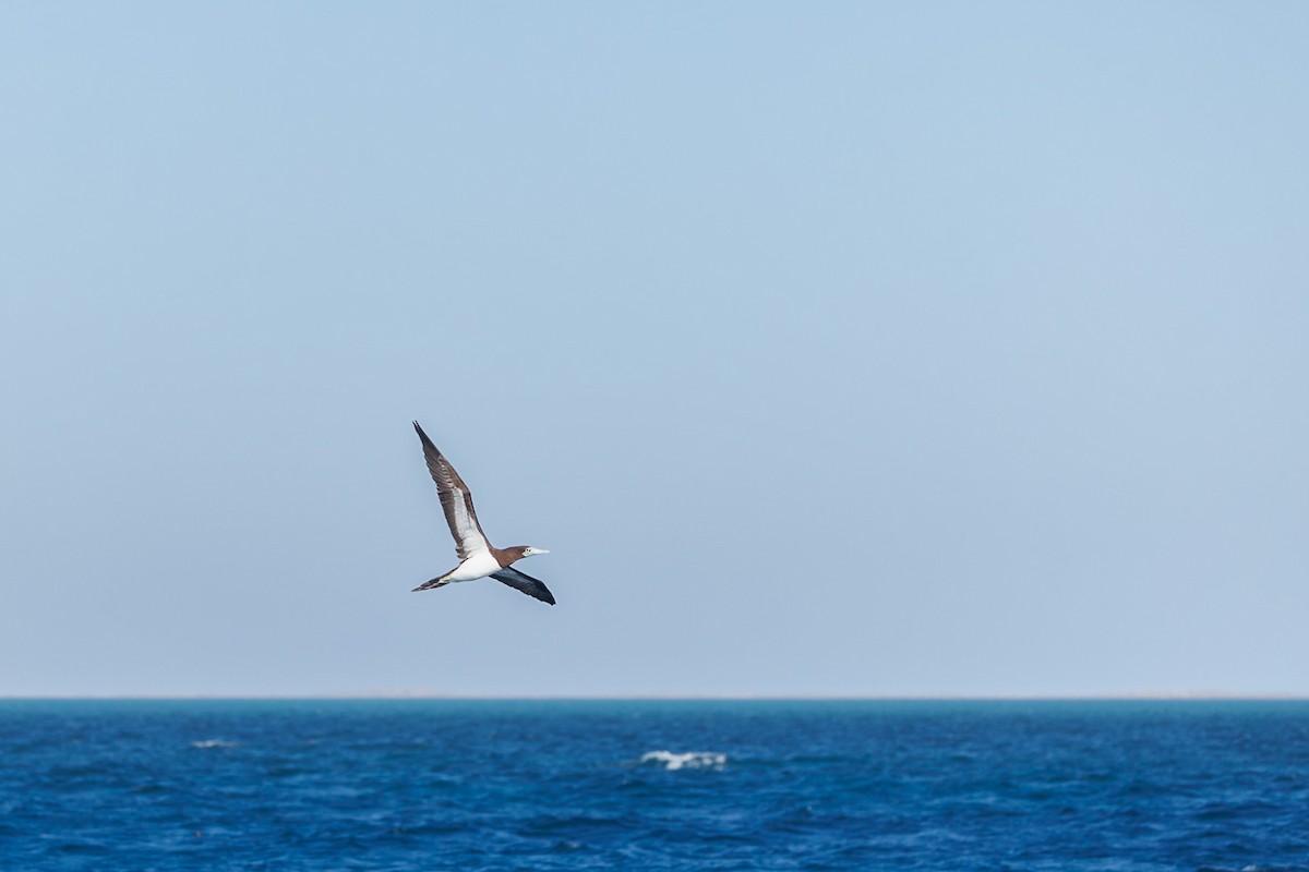 Brown Booby - ML644989098