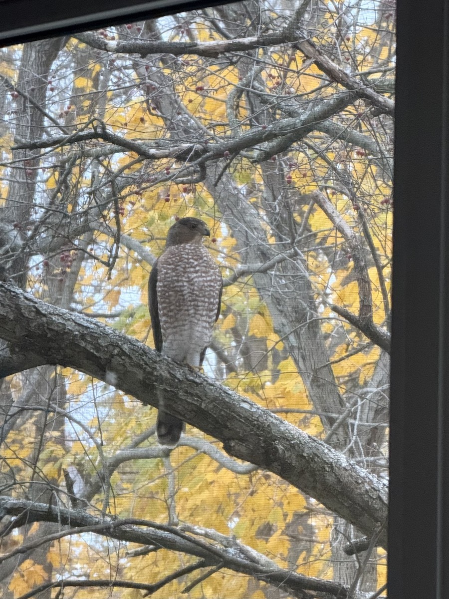 Cooper's Hawk - ML644989108