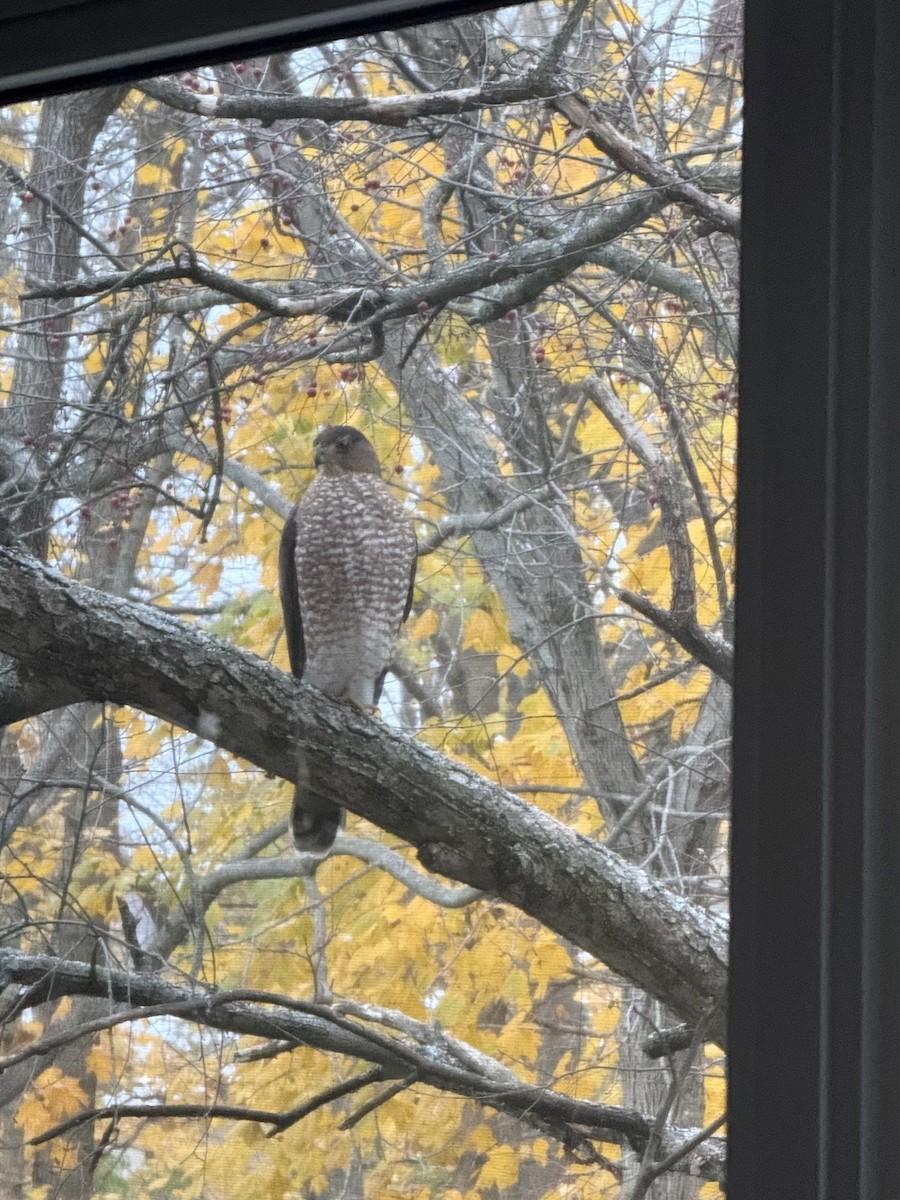 Cooper's Hawk - ML644989109
