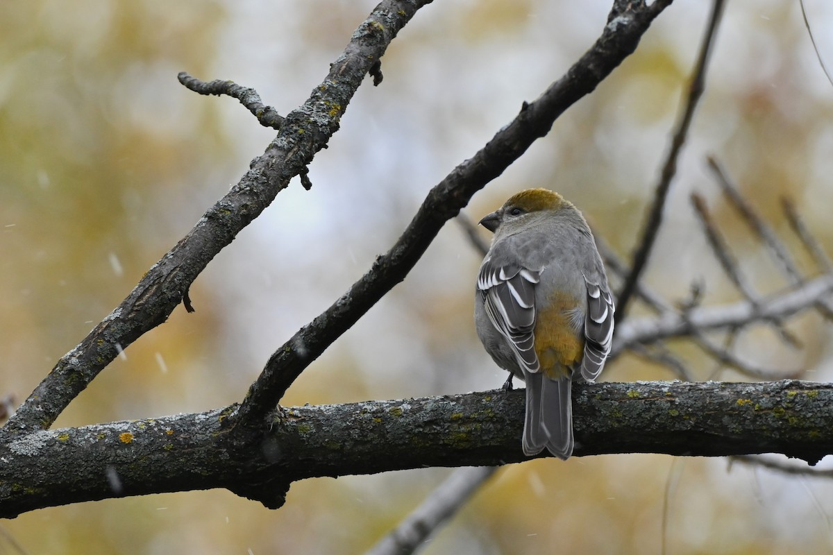 Pinu-gailupa - ML644989110