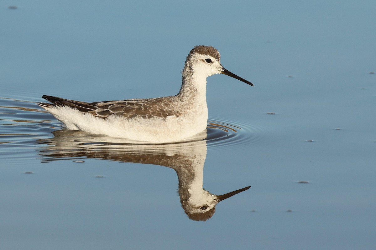 Wilson's Phalarope - ML644989112