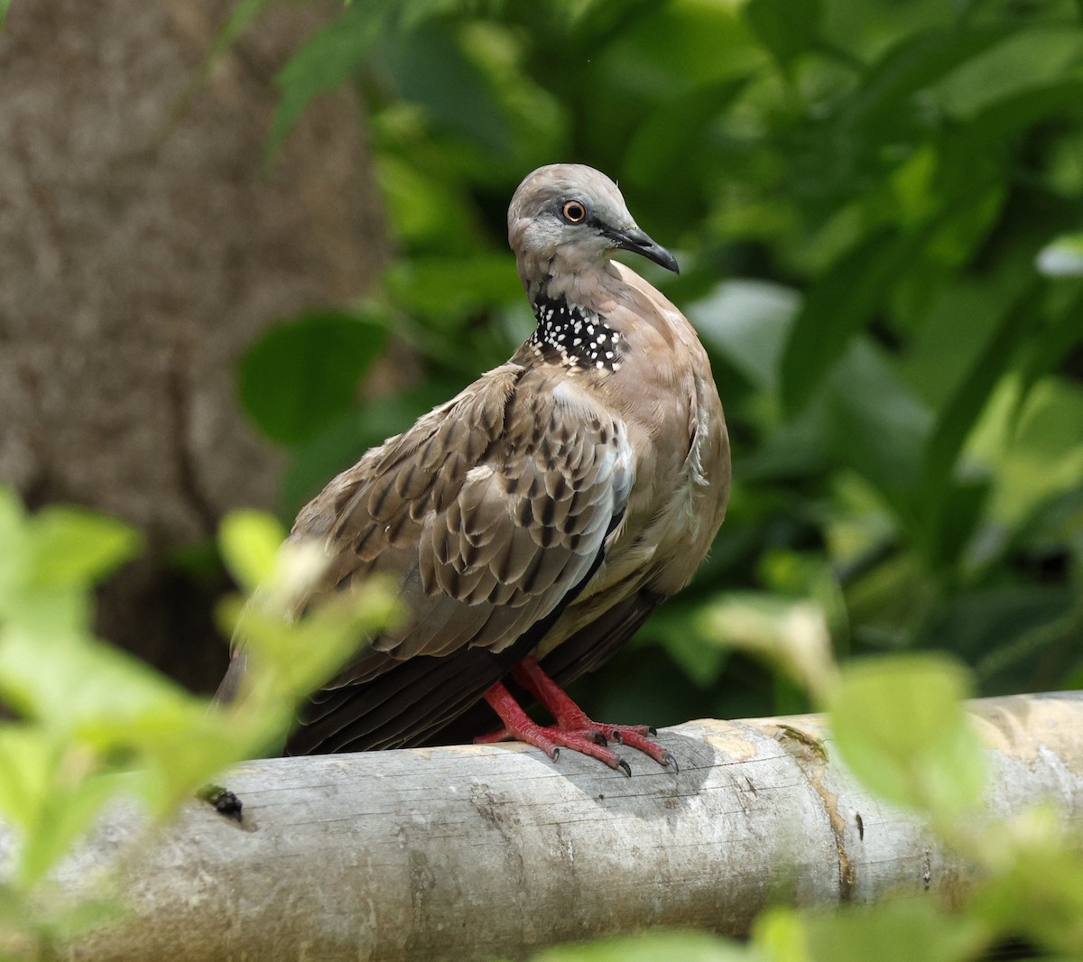 Spotted Dove - ML644989116