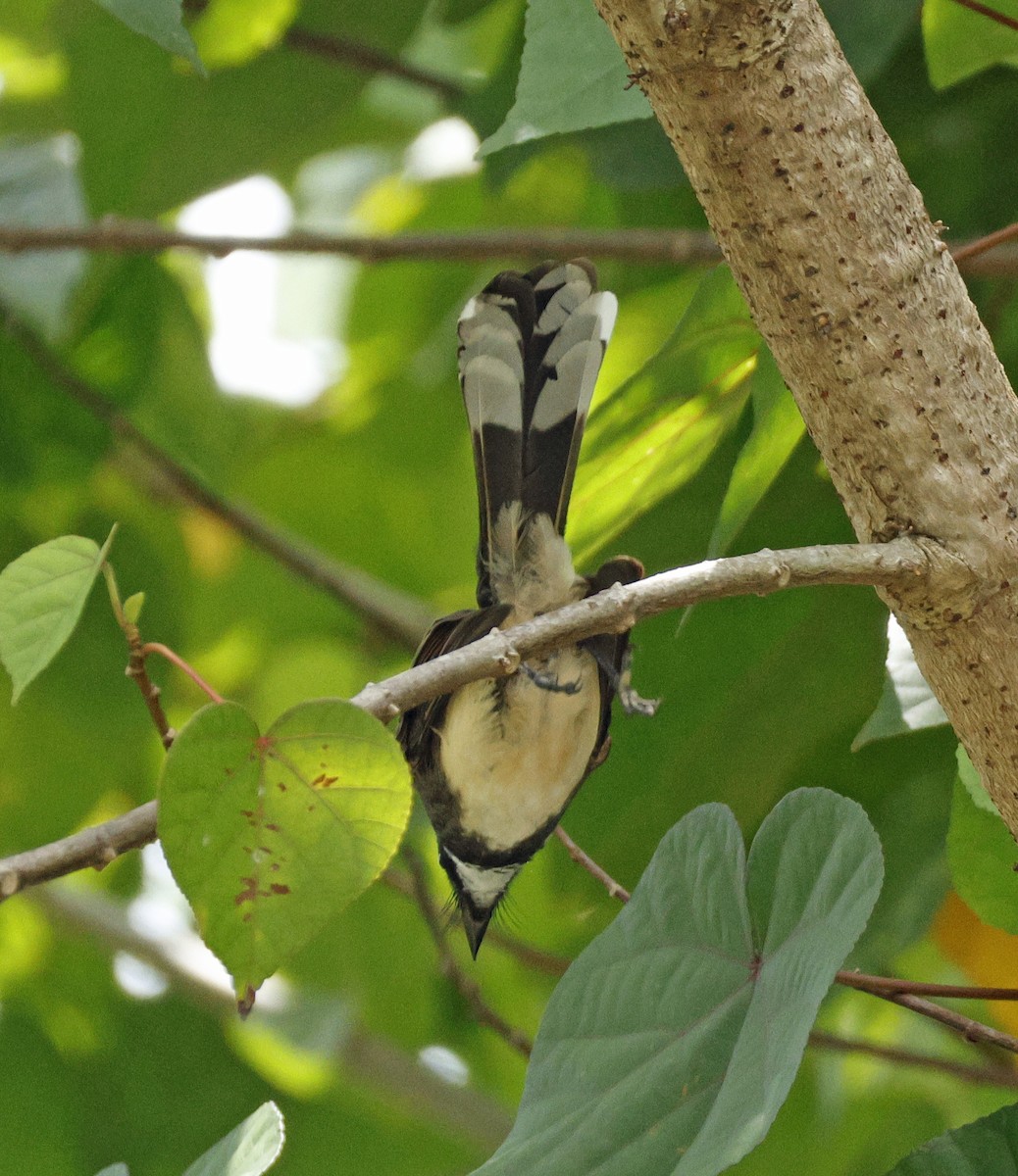 Malaysian Pied-Fantail - ML644989123