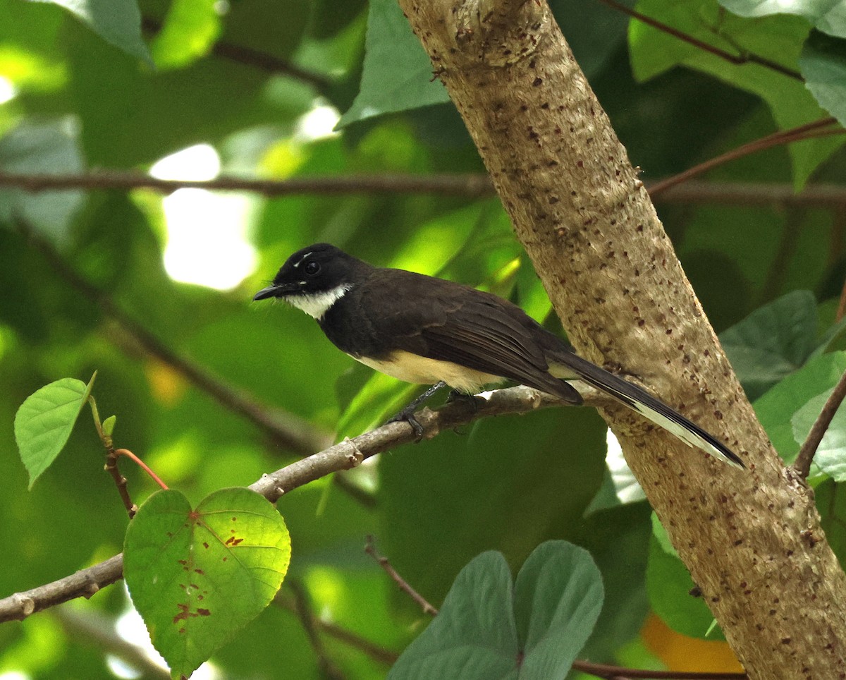 Malaysian Pied-Fantail - ML644989124