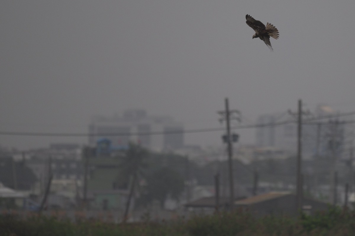 Eastern Marsh Harrier - ML644989127