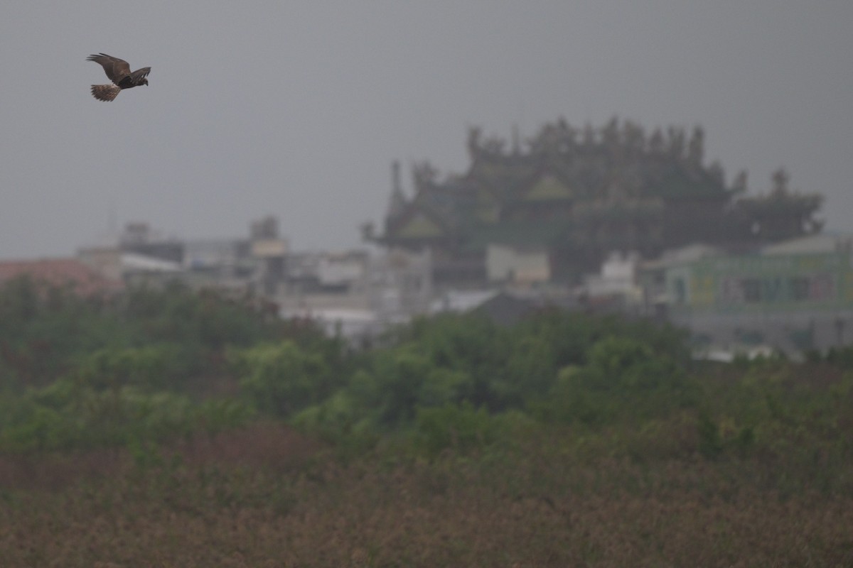Eastern Marsh Harrier - ML644989128