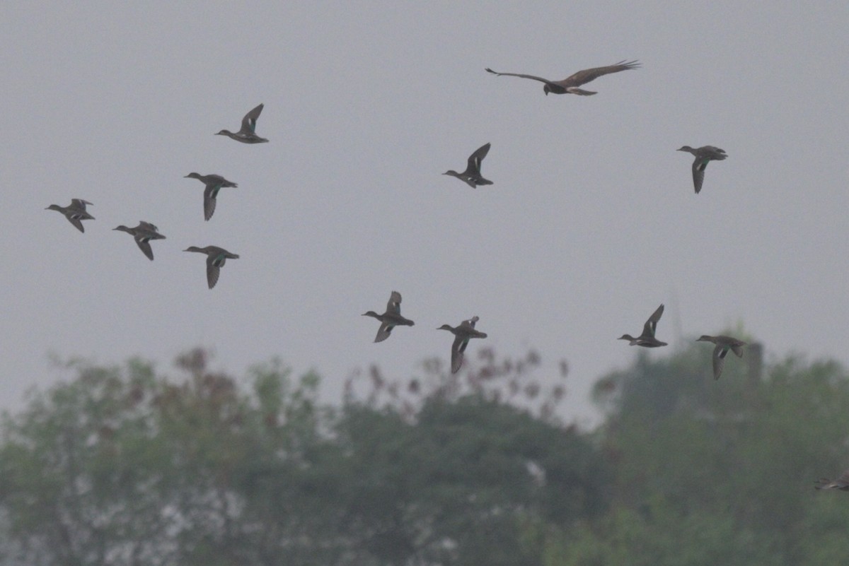Eastern Marsh Harrier - ML644989129