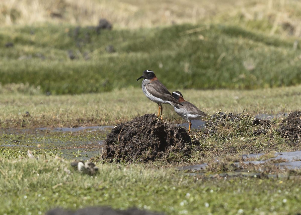 Diademed Sandpiper-Plover - ML644989148