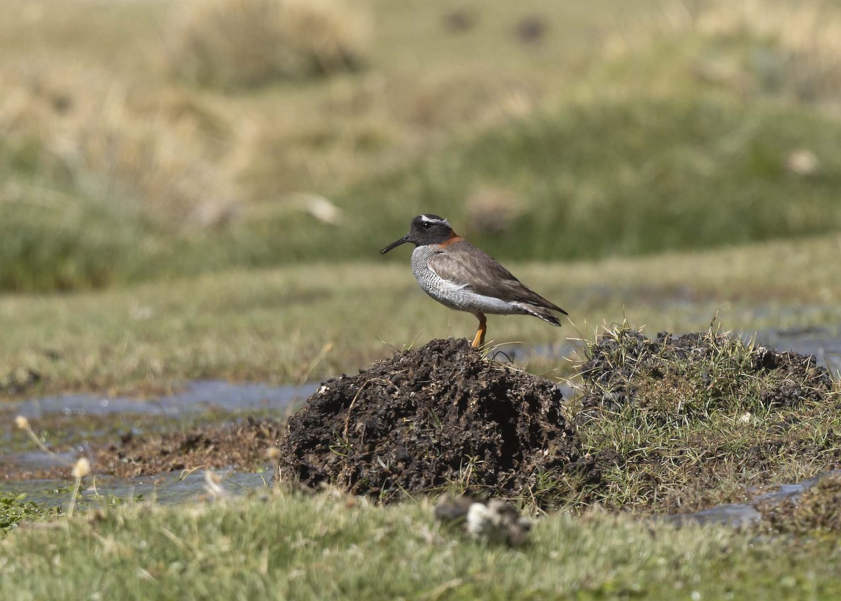 Diademed Sandpiper-Plover - ML644989151
