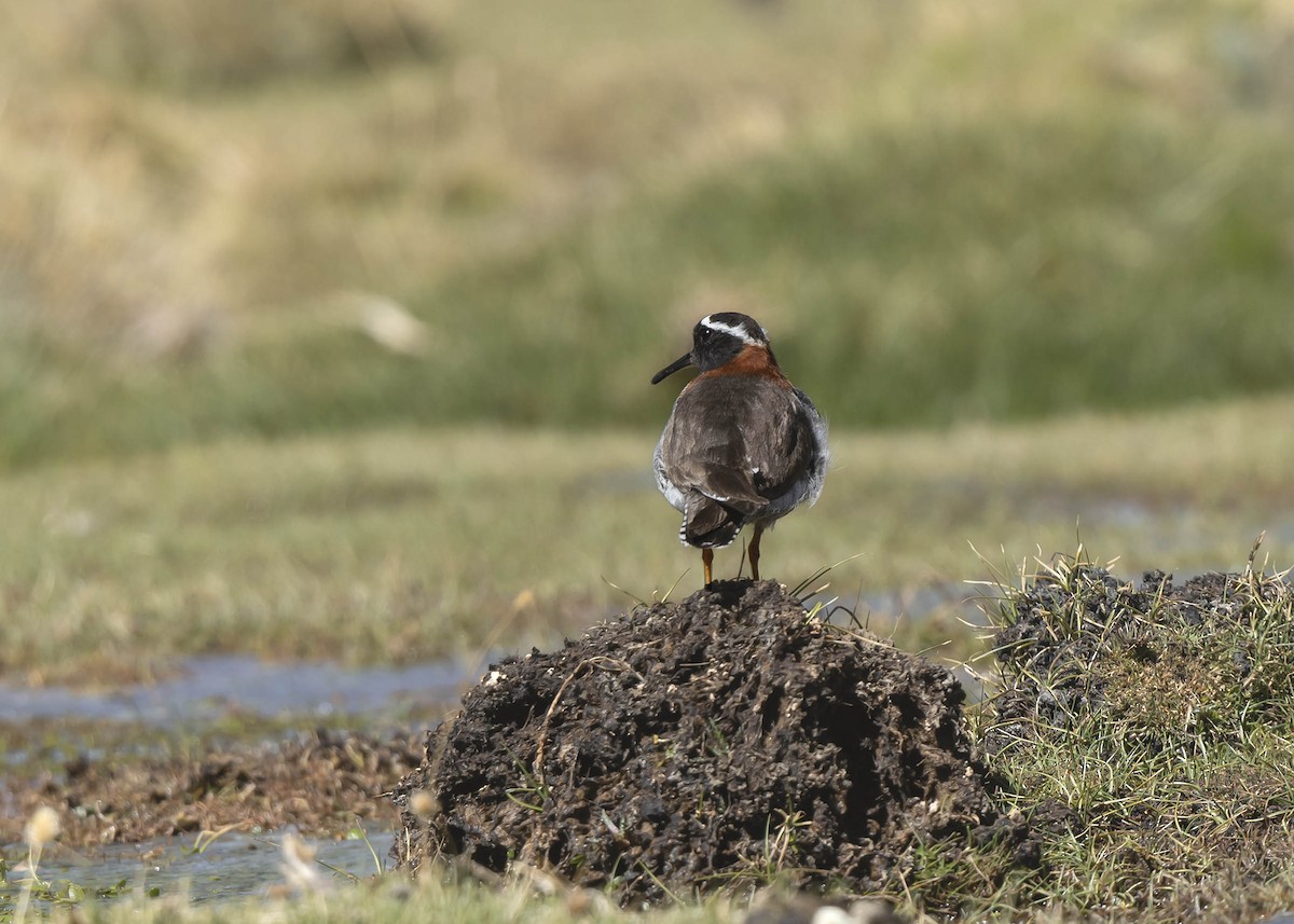 Diademed Sandpiper-Plover - ML644989156