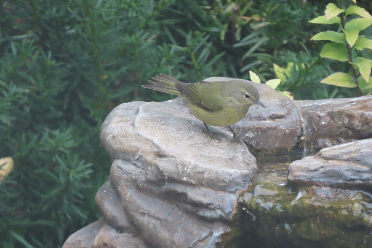 Orange-crowned Warbler - ML644989160