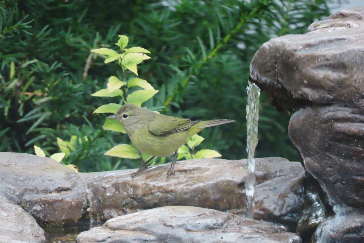 Orange-crowned Warbler - ML644989161