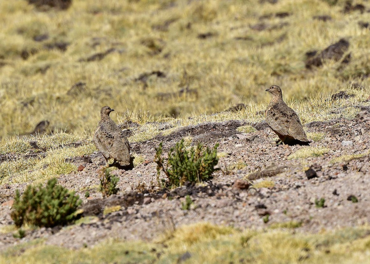 Rufous-bellied Seedsnipe - ML644989162