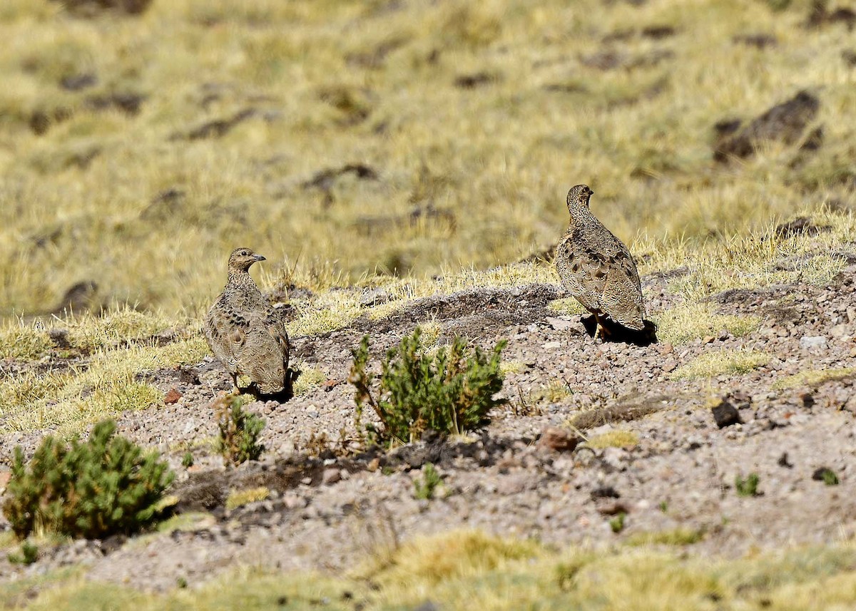 Rufous-bellied Seedsnipe - ML644989177