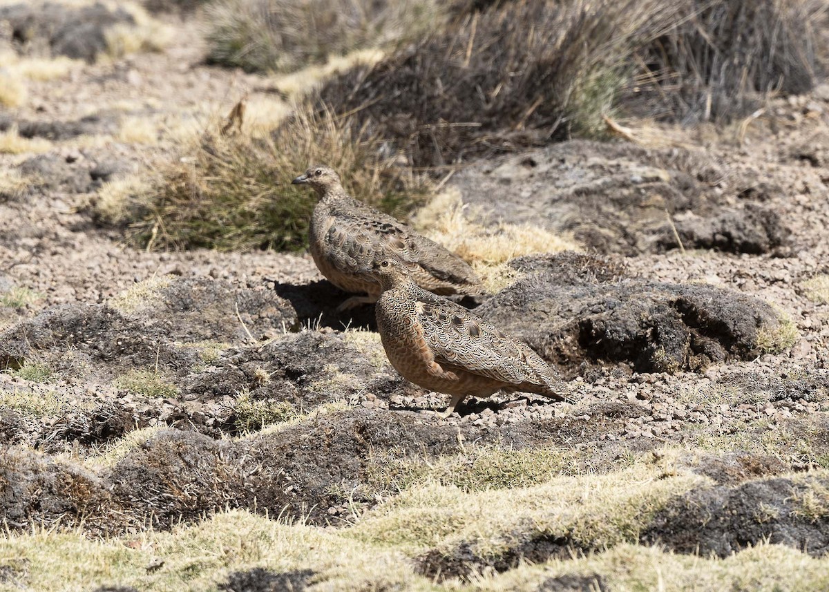 Rufous-bellied Seedsnipe - ML644989180
