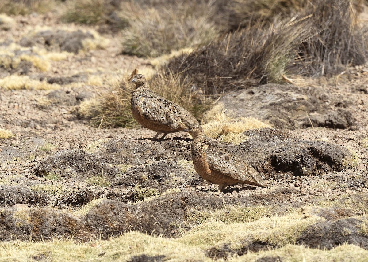 Rufous-bellied Seedsnipe - ML644989181