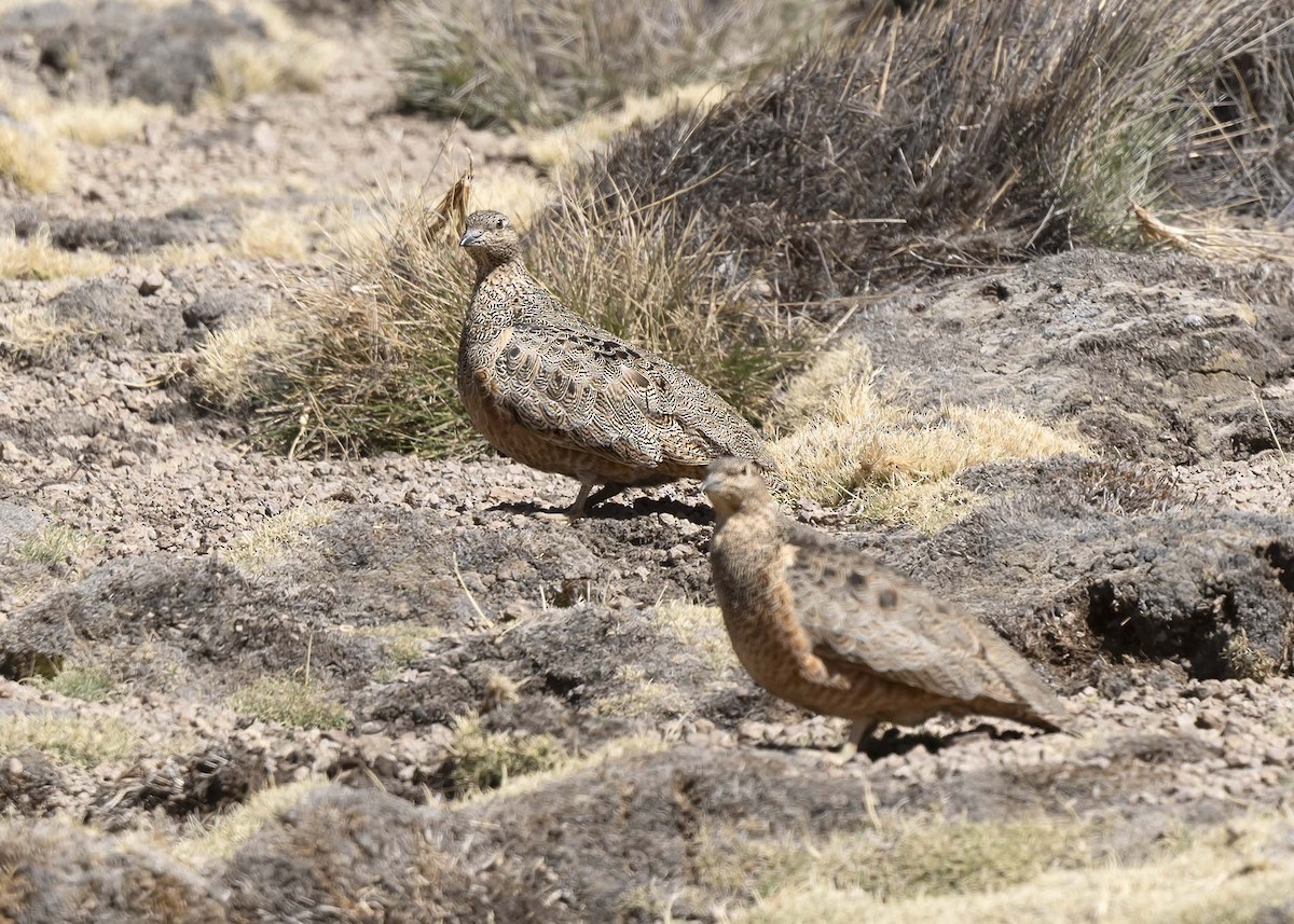 Rufous-bellied Seedsnipe - ML644989182