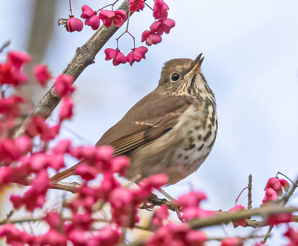 Hermit Thrush - ML644989183