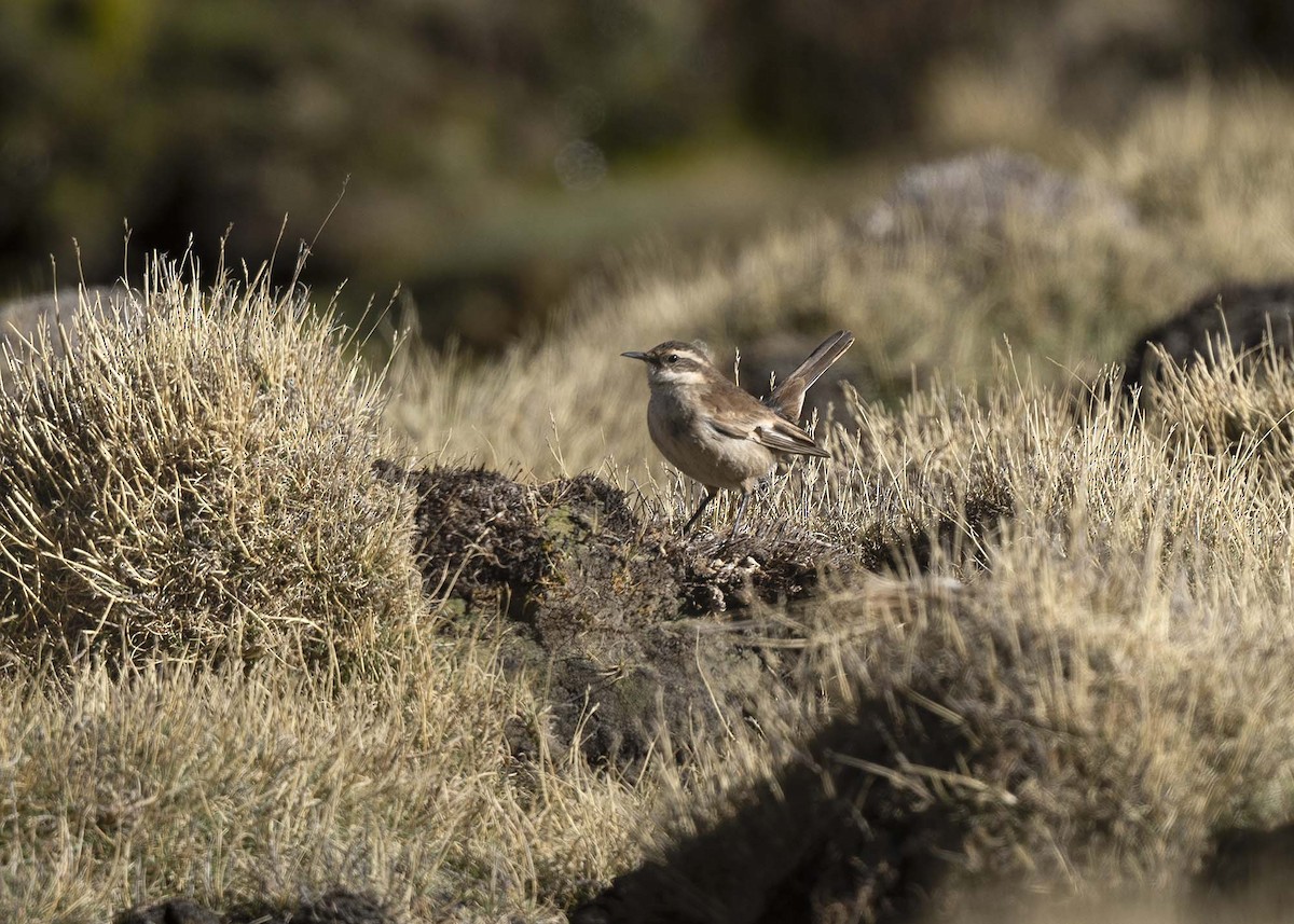 Cream-winged Cinclodes - ML644989185