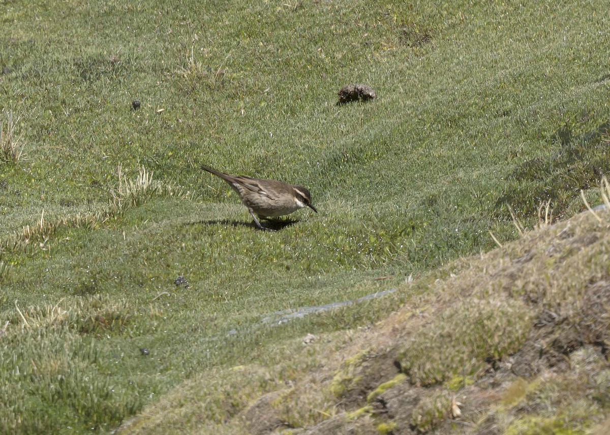 Cream-winged Cinclodes - ML644989186