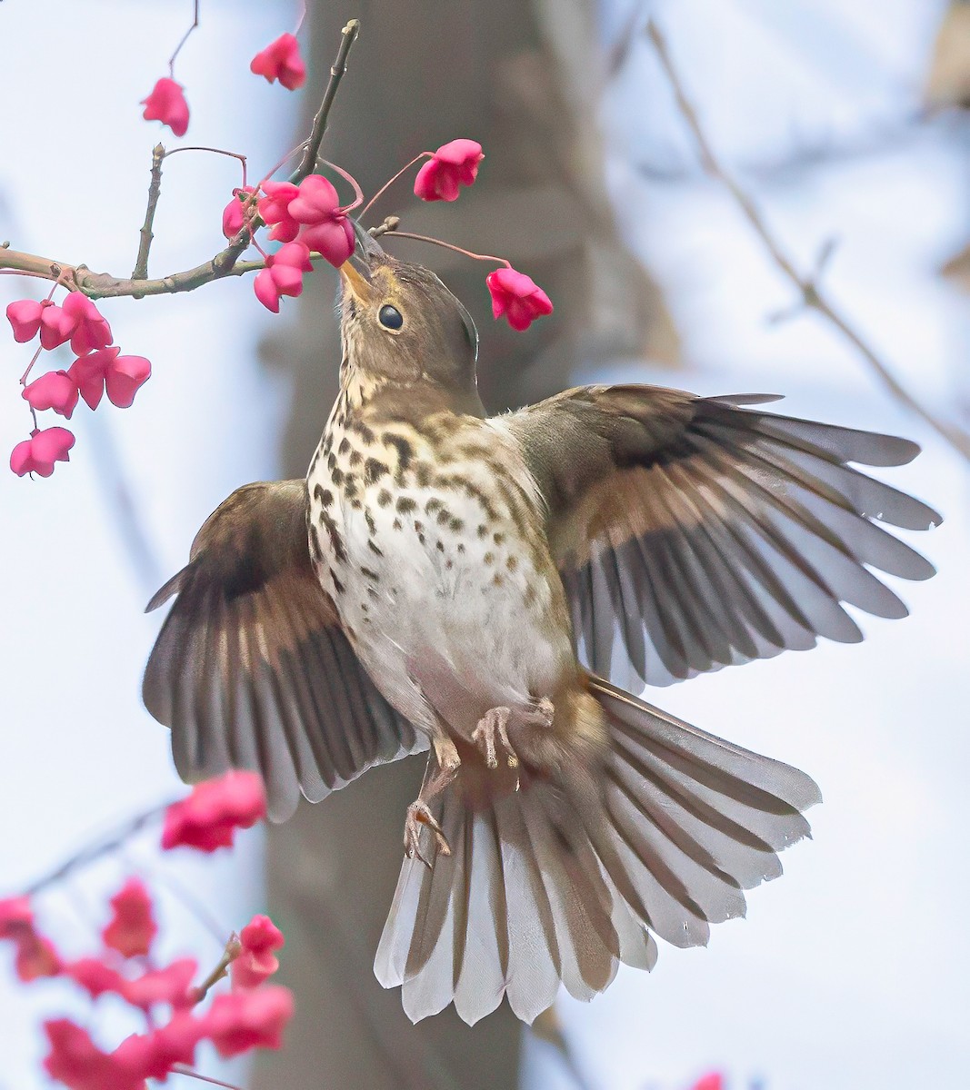 Hermit Thrush - ML644989187