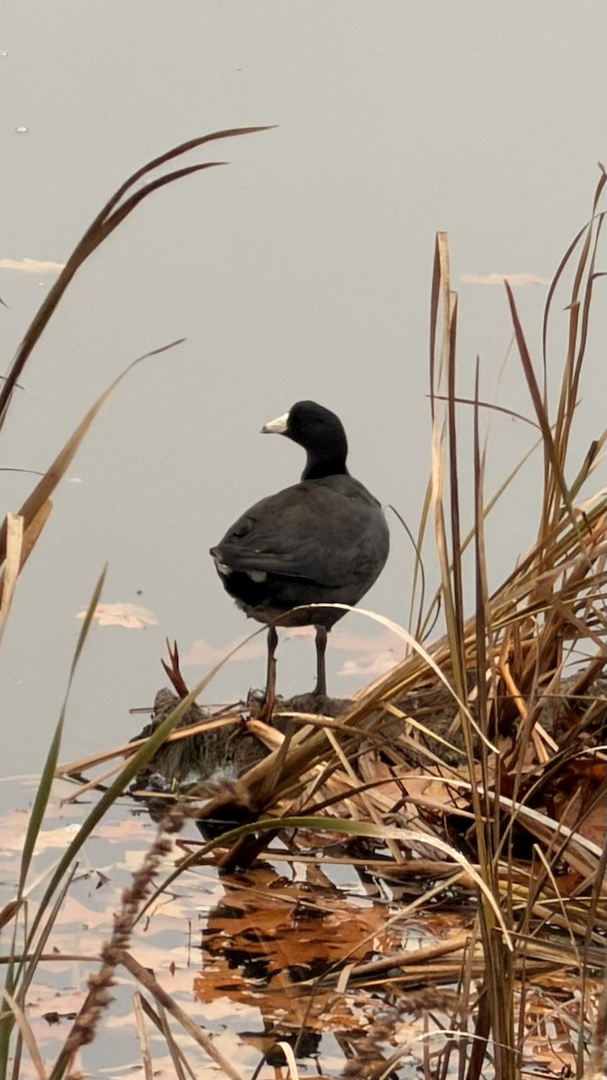 Focha Americana - ML644989188