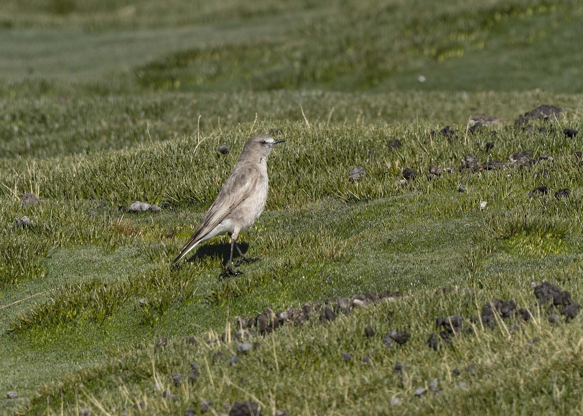 White-fronted Ground-Tyrant - ML644989189