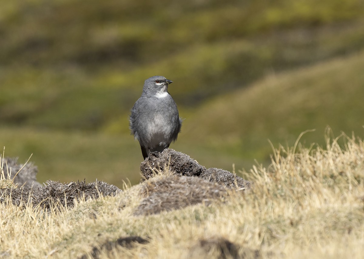 Glacier Finch - ML644989193