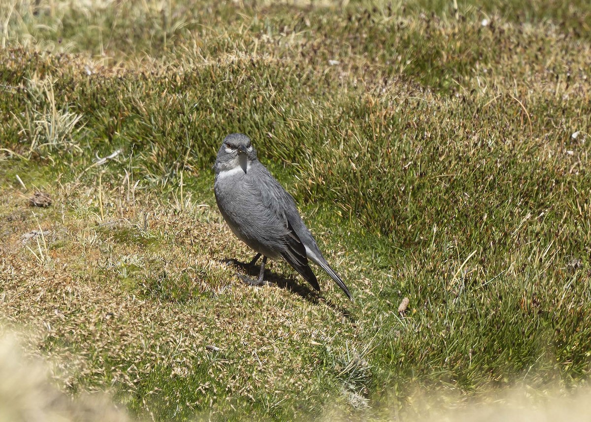 Glacier Finch - ML644989194