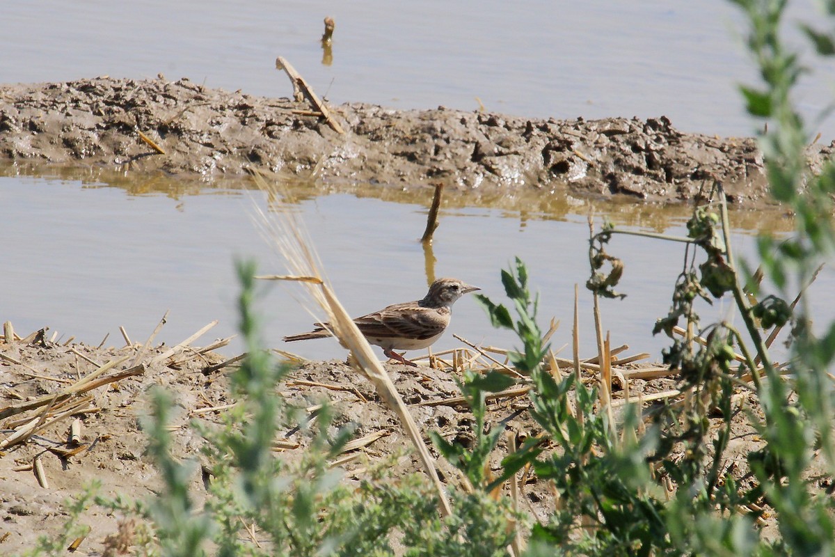 Greater Short-toed Lark - ML644989203