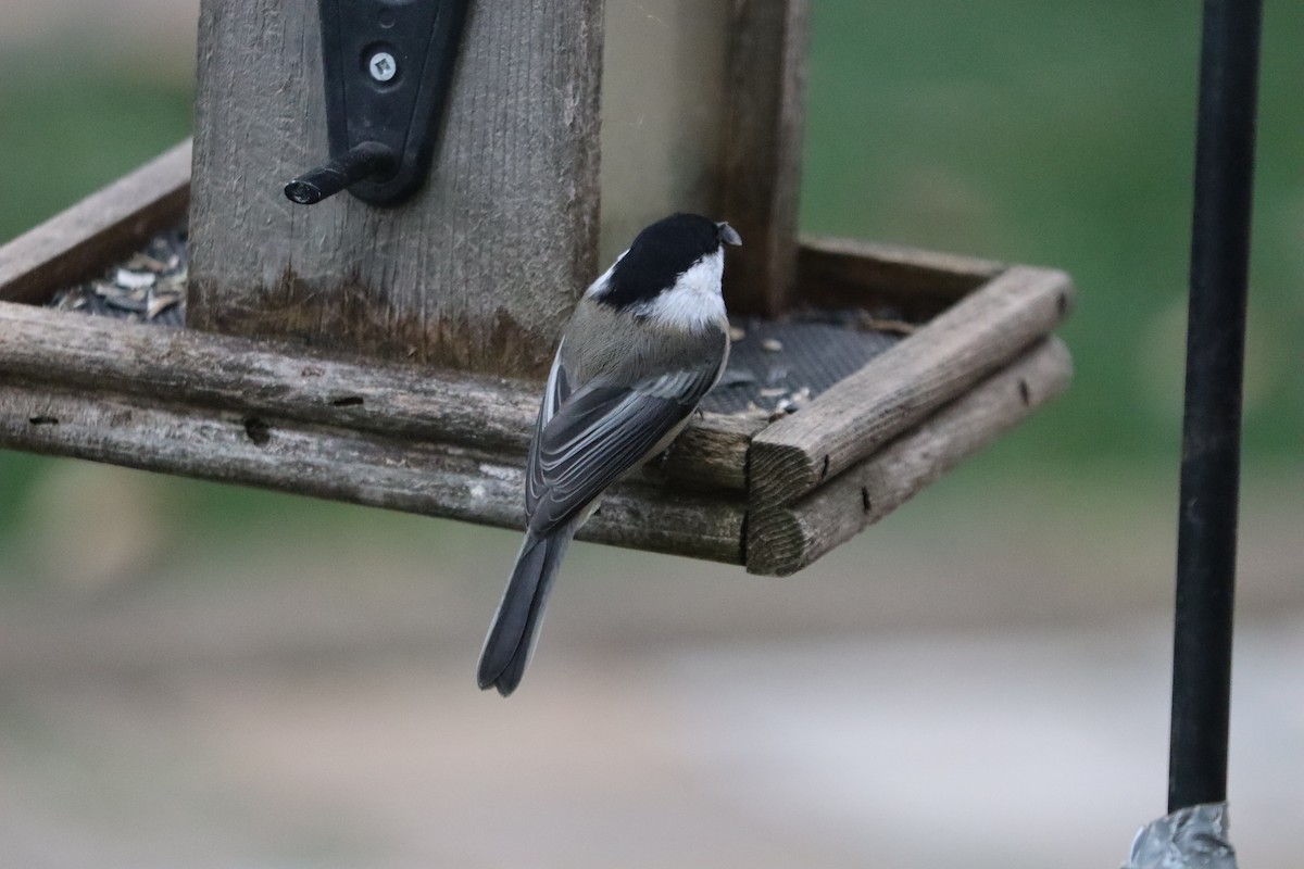 Гаїчка світлокрила - ML644989206