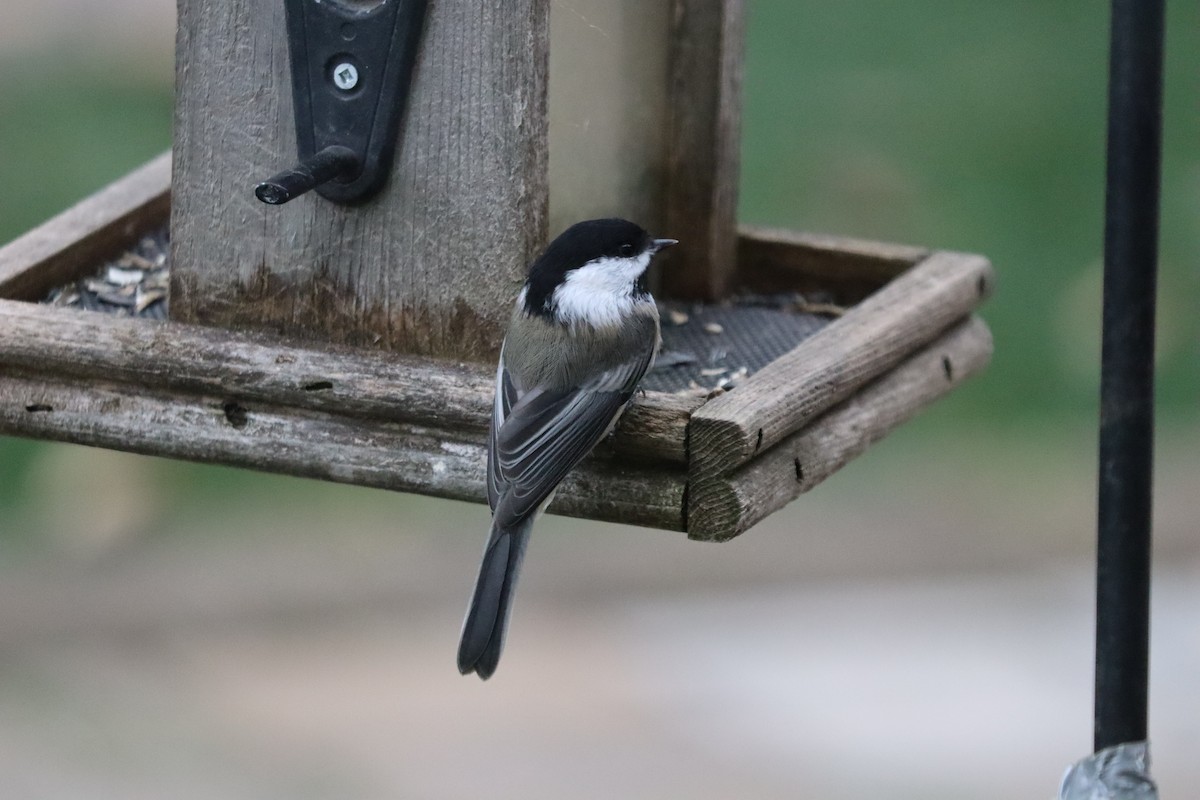 Гаїчка світлокрила - ML644989207