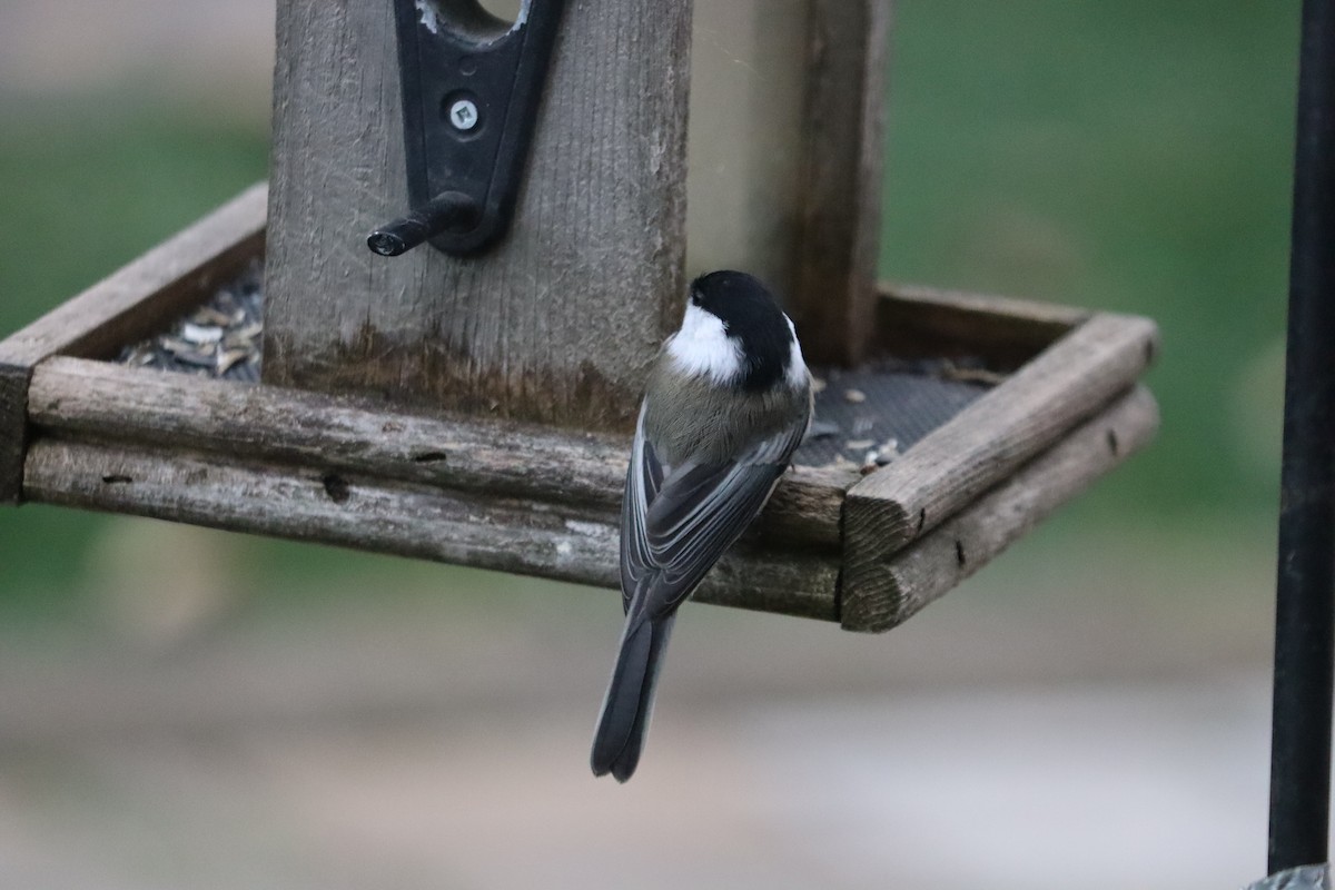 Гаїчка світлокрила - ML644989208