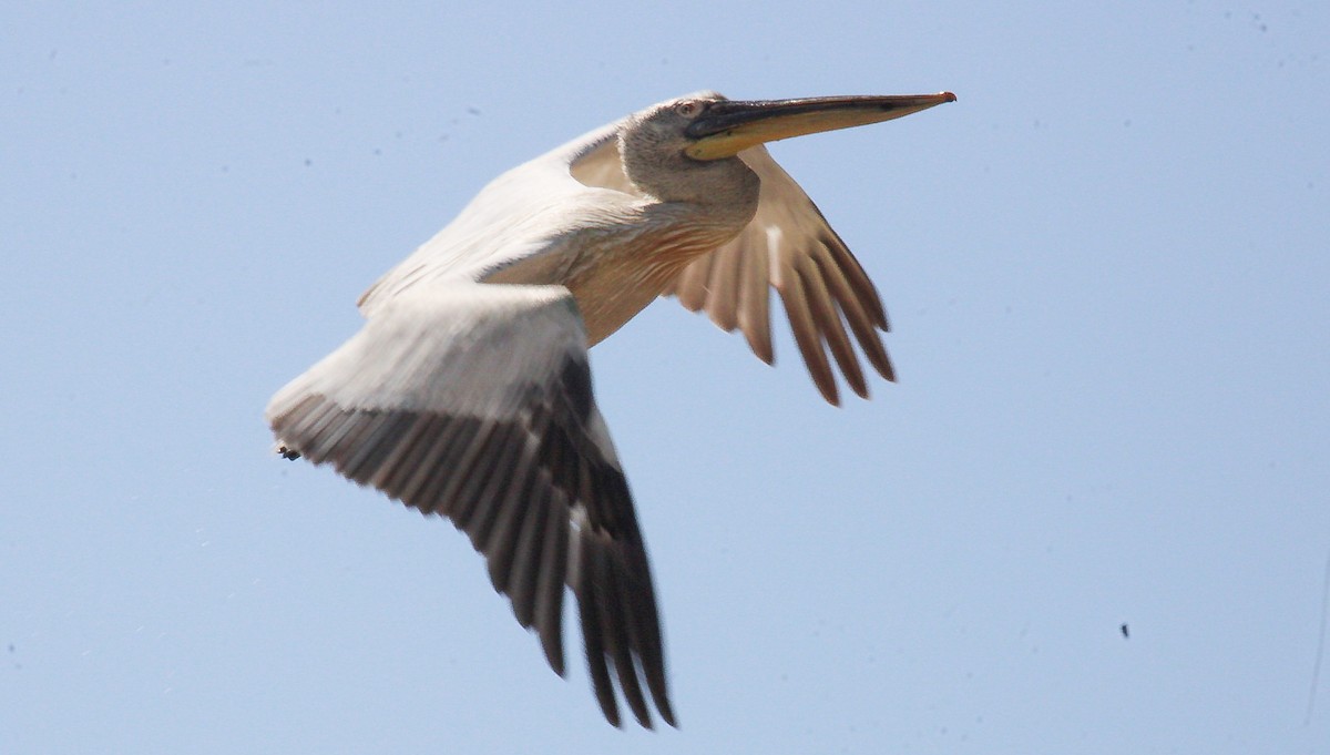 Dalmatian Pelican - ML644989210