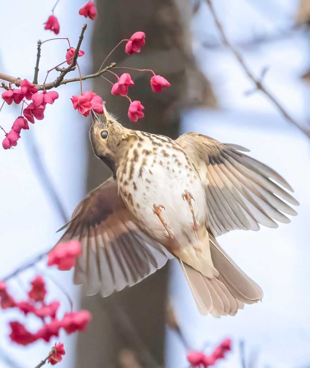 Hermit Thrush - ML644989215