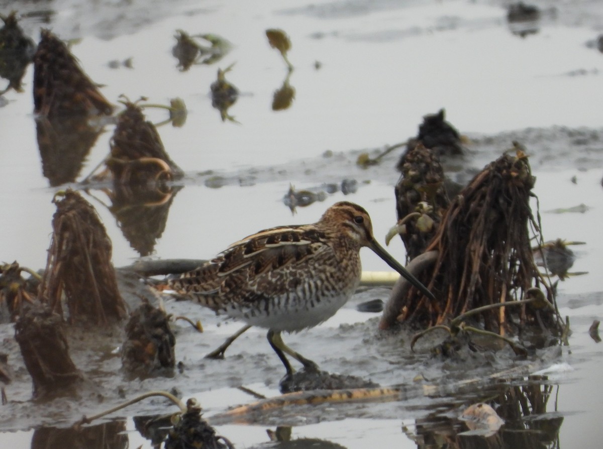 חרטומית ביצות - ML644989256