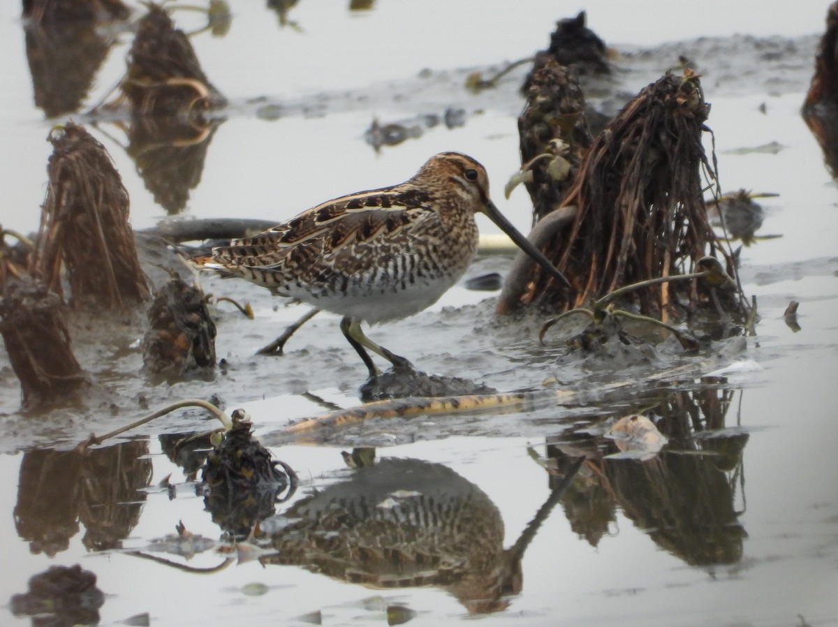 חרטומית ביצות - ML644989257