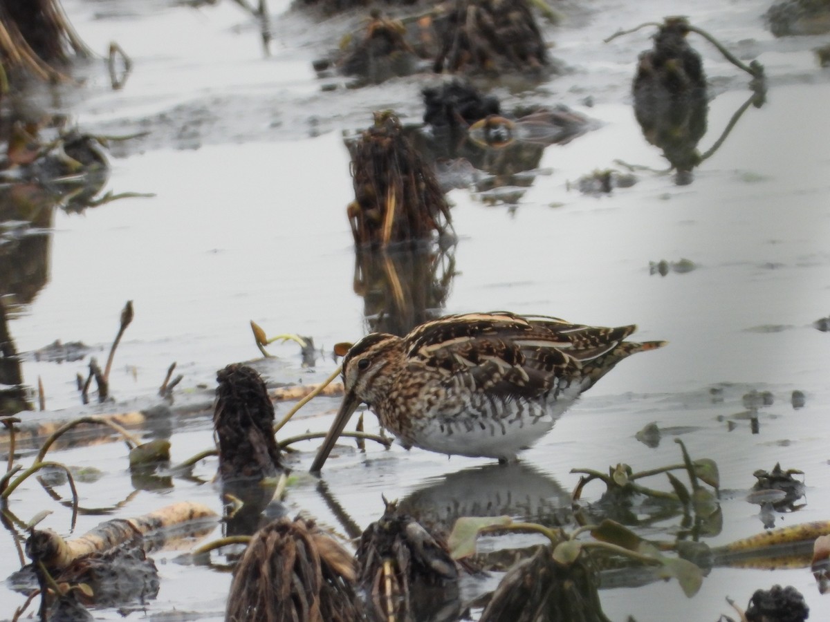 חרטומית ביצות - ML644989258