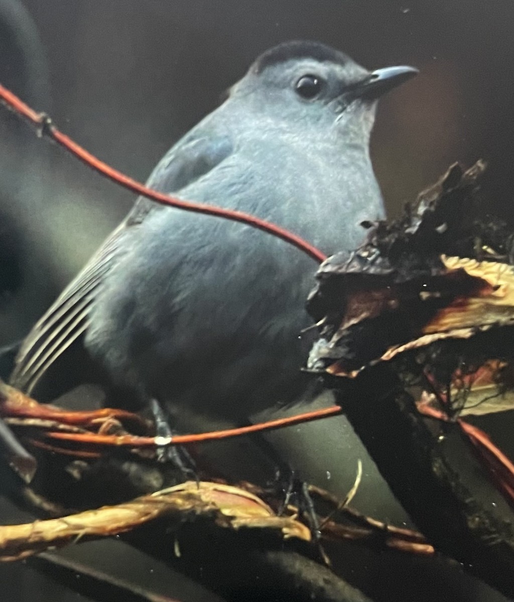 Moqueur chat - ML644989259